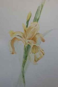 "Iris 3"