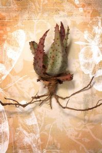 "Aloe Humilis"