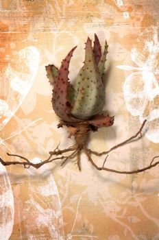 "Aloe Humilis"