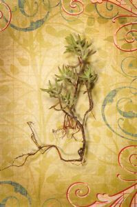 "Crassula Tetragona"