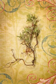 "Crassula Tetragona"