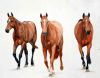 "3 Polo Ponies"