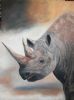 "African Rhino"