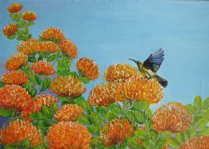 "A Sugar Bird Visiting the Pincushion Proteas"