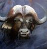 "Buffalo"