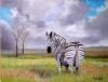 "Zebra"