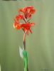 "Canna lily"
