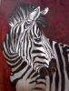 "Zebra"