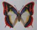 Flame Bordered Charaxes