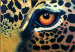 Leopard Eye
