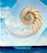 Nautilus