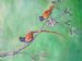 Paradise Flycatchers 