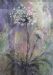 Agapanthus Delight