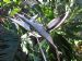 Stainless Steel Strelitzia
