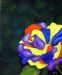Rainbow Rose