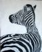 Zebra #5