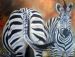 Two Zebras