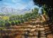 Fields