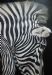 Zebra Up Close 