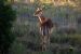 Impala Ewe