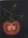 Mexican Apple of Gold