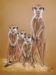 Meerkats