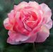 Pink Rose