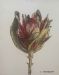 Protea