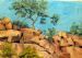 Tree Growing in the Rocks/Madekwe