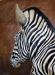 Large Zebra Mount