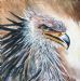 Secretary Bird