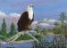 Fish Eagle