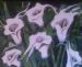Lilies In The Wind