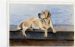 Labrador On Harbour Wall