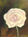 Blooming Rose