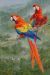 Scarlet Macaws