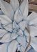 Echeveria 1
