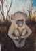 Baby Baboon Waiting