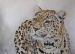 Leopard: Sad Sack
