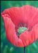 Red Poppy