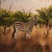 Zebra1