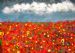 Namaqualand Spring