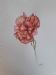 Flower for the teacher