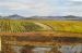 Vineyards Elim 2