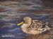 Yellowbilled Duck