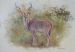 Kudu