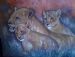 Lion Cubs