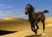 Desert Wind