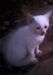 White Kitten