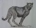 Tinted Pregnant Cheetah
